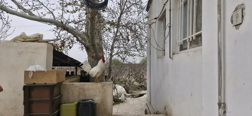 تصویر 13 - ویلا باغ آقاجون در  ورامین