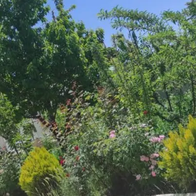 تصویر 2 - ویلا مروارید روس در کرج