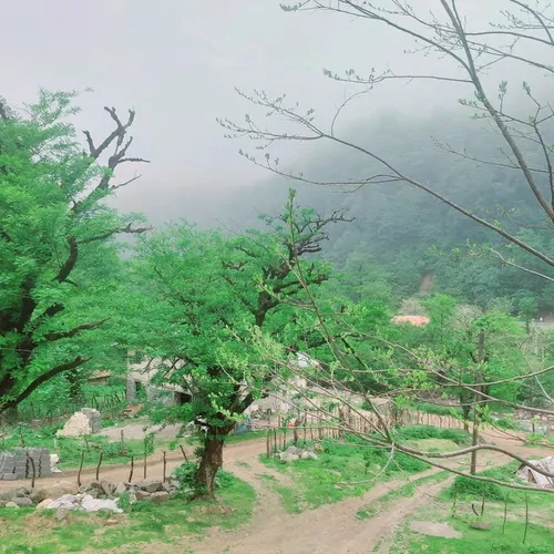 تصویر 12 - ویلا جنگلی طبیعت در  ماسوله 