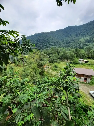 تصویر 6 - کلبه چوبی جنگلی آریالفور  در  شیرگاه