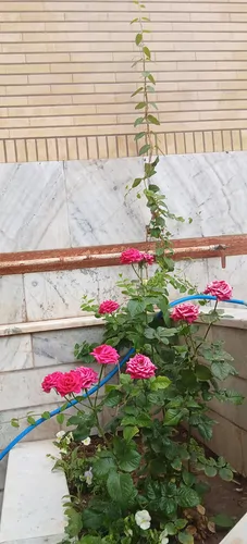 تصویر 13 - آپارتمان گلبهار  در  کاشان