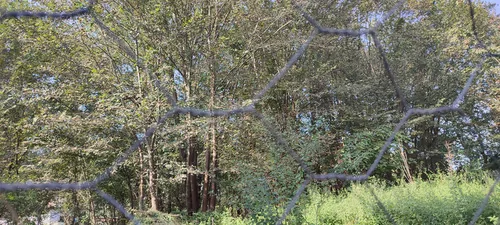 تصویر 11 - ویلا دامون در املش