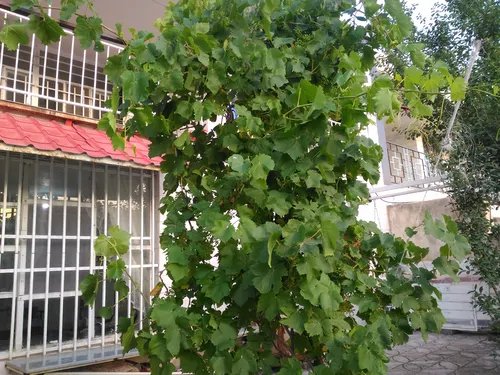 تصویر 18 - ویلا مبله برگ زیتون در  رودبار