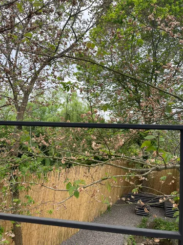 تصویر 17 - کلبه سوئیسی طالب در  سیاهکل