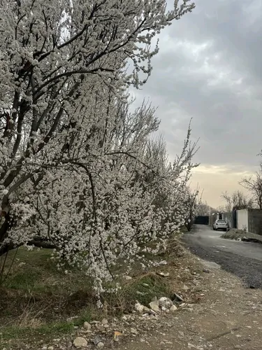 تصویر 18 - ویلا استخردار آبگرم روژین با جکوزی و ایرهاکی در  چهارباغ