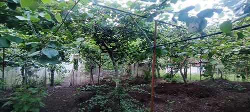 تصویر 23 - ویلا باغ دادجو در  لیسار