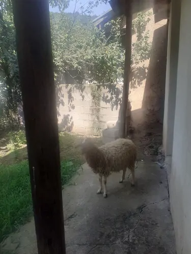 تصویر 4 - ویلا ویلای روستایی در رستم آباد