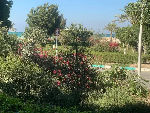 تصویر 2 - سوییت دامون در کیش