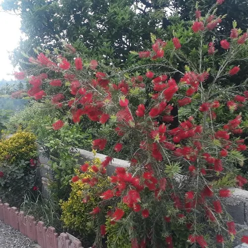 تصویر 3 - ویلا سُمام در کلاچای