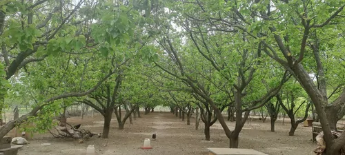 تصویر 19 - خانه باغ بهشت در  سنندج