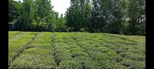 تصویر 3 - ویلا ویلای سرسبز تجن گوکه  در آستانه اشرفیه