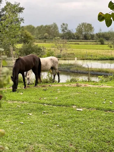 تصویر 19 - ویلا جنگلی دو درخت در  رشت