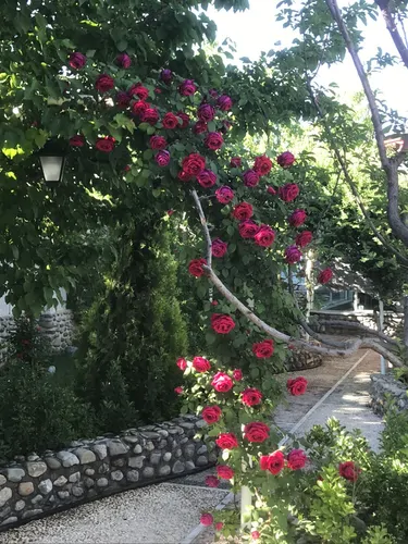 تصویر 25 - ویلا استخر روباز آبسرد با آلاچیق در کردان