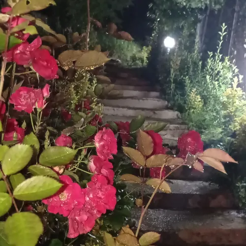 تصویر 22 - کلبه داتام  در  ماسال