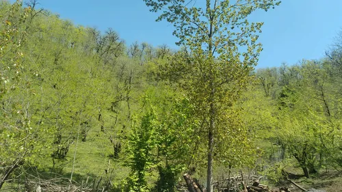 تصویر 9 - کلبه چوبی جنگلی پناه در  لفور