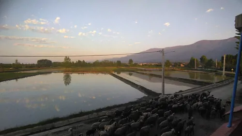 تصویر 5 - اقامتگاه بوم‌گردی شالیزار (اتاق 8) در  گرگان