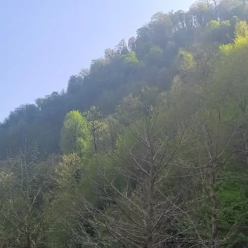 تصویر 22 - ویلا جنگلی ناردون در  ماسال