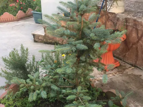 تصویر 4 - ویلا ویلای صنوبر در متل قو