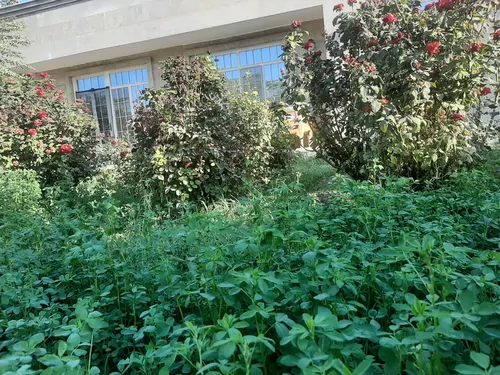 تصویر 24 - ویلا باغ دلگشا  در  کاشان