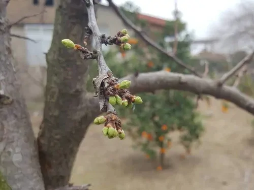 تصویر 5 - ویلا سرای آزادی در  ساری