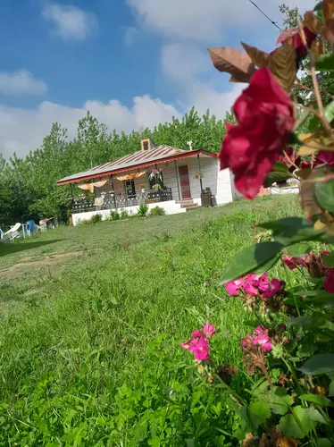 تصویر 26 - ویلا جنگلی فردین در ماسال