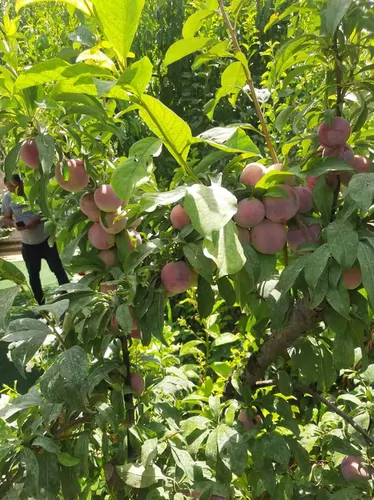 تصویر 24 - ویلا استخردار آبگرم با سقف متحرک و ایرهاکی و فوتبال دستی در  سهیلیه