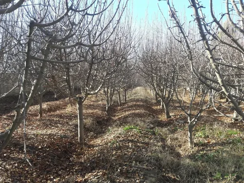 تصویر 2 - ویلا باغچه تفریحی ماهدشت در ماهدشت