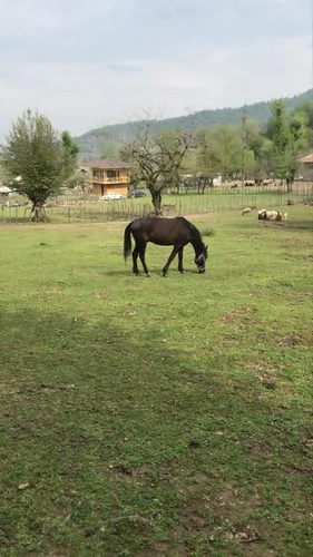تصویر 13 - کلبه ماه و مه در  ماسال