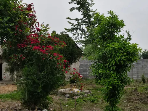 تصویر 4 - ویلا ویلای خانه و محوطه احمدی  در رشت
