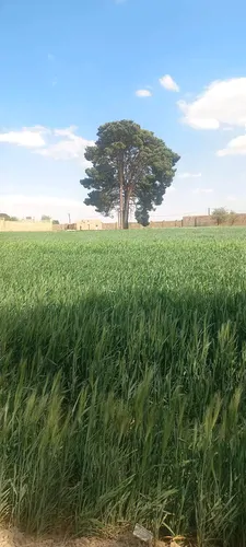 تصویر 5 - ویلا اتاق قصر فیروزه شماره سه غیر مستر در گرمسار