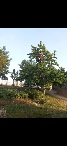 تصویر 2 - ویلا خانه گاه گلی داوطلب در دیلمان