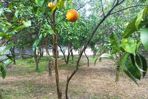 تصویر 9 - کلبه سوئیسی دنج باغ پرتقال در نشتارود