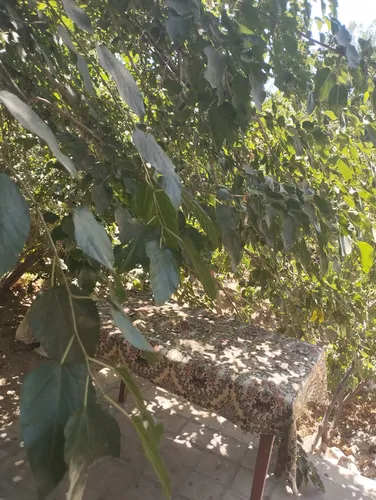 تصویر 3 - اقامتگاه بوم‌گردی عمارت افسرالسلطنه  در تفت