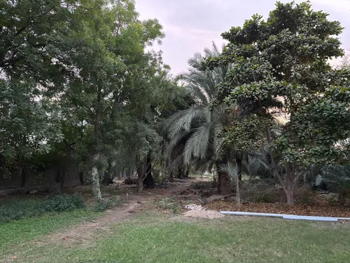 تصویر 9 - اقامتگاه بومگردی نخیل (شکری) با صبحانه رایگان در پارسیان