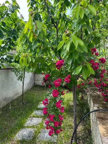 تصویر 18 - ویلا استخردار آبگرم جنگلی در حیران