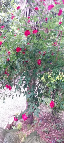 تصویر 22 - کلبه سوئیسی دایی ممد  در  ماسال