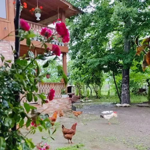 تصویر 3 - کلبه کلبه چوبی خاطره وشمه سرا  در ماسال