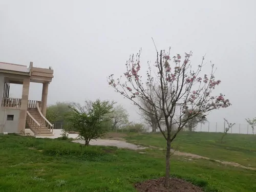 تصویر 16 - ویلا جنگلی لزیر در  چمستان