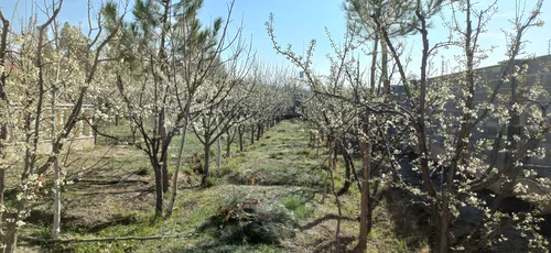 تصویر 22 - ویلا باغ رضا با فوتبال دستی  در  سهیلیه