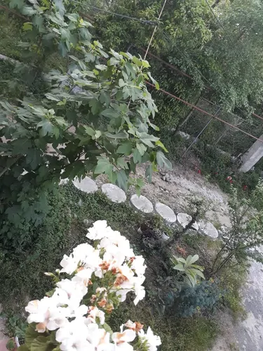 تصویر 14 - ویلا چوبی آهکلان  در  ماسال