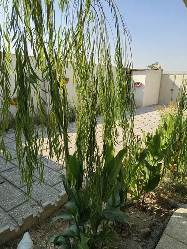 تصویر 15 - ویلا استخردار آبسرد آوا در  چهارباغ