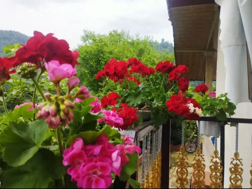 تصویر 14 - ویلا جنگلی موسوی  در  ماسال