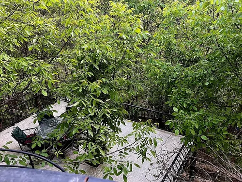 تصویر 2 - ویلا باغ ویلای کوهستانی جنگلی سارینا  در کردان