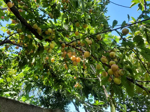 تصویر 33 - ویلا  استخردار آبگرم باران در  فومن