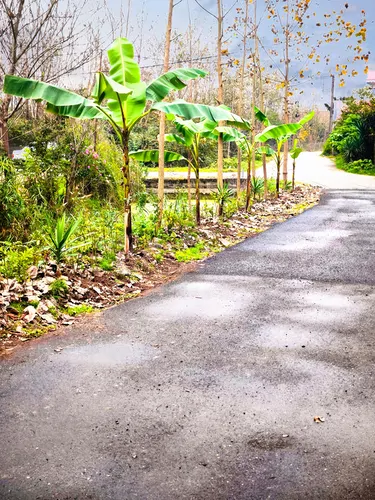 تصویر 13 - کلبه سوییسی لنا در  انزلی