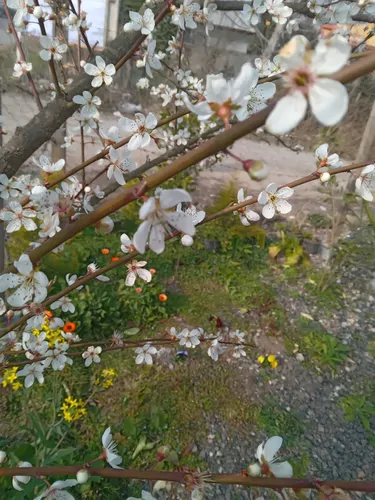 تصویر 23 - ویلا شکوفه بهار در ماسال