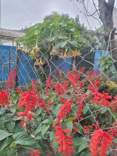تصویر 30 - ویلا خونه صورتی در  آستارا