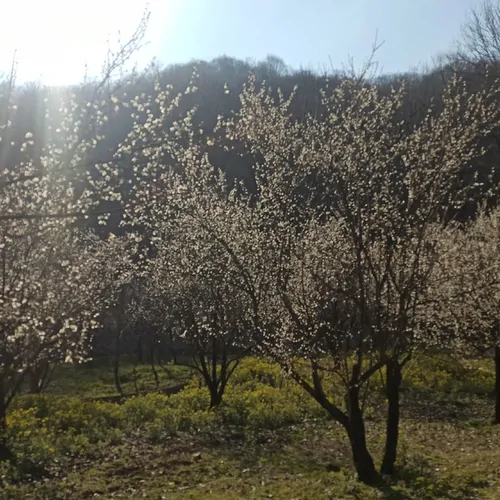 تصویر 20 - ویلا جنگلی باغ بهشت در  سوادکوه