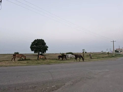 تصویر 16 - ویلا امیر  در  پره‌سر