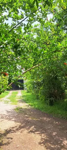 تصویر 5 - ویلا ویلا باغ دو خواب جنگلی زیبای هیراد در ماسال